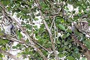 Masked Owl (Tyto novaehollandiae)